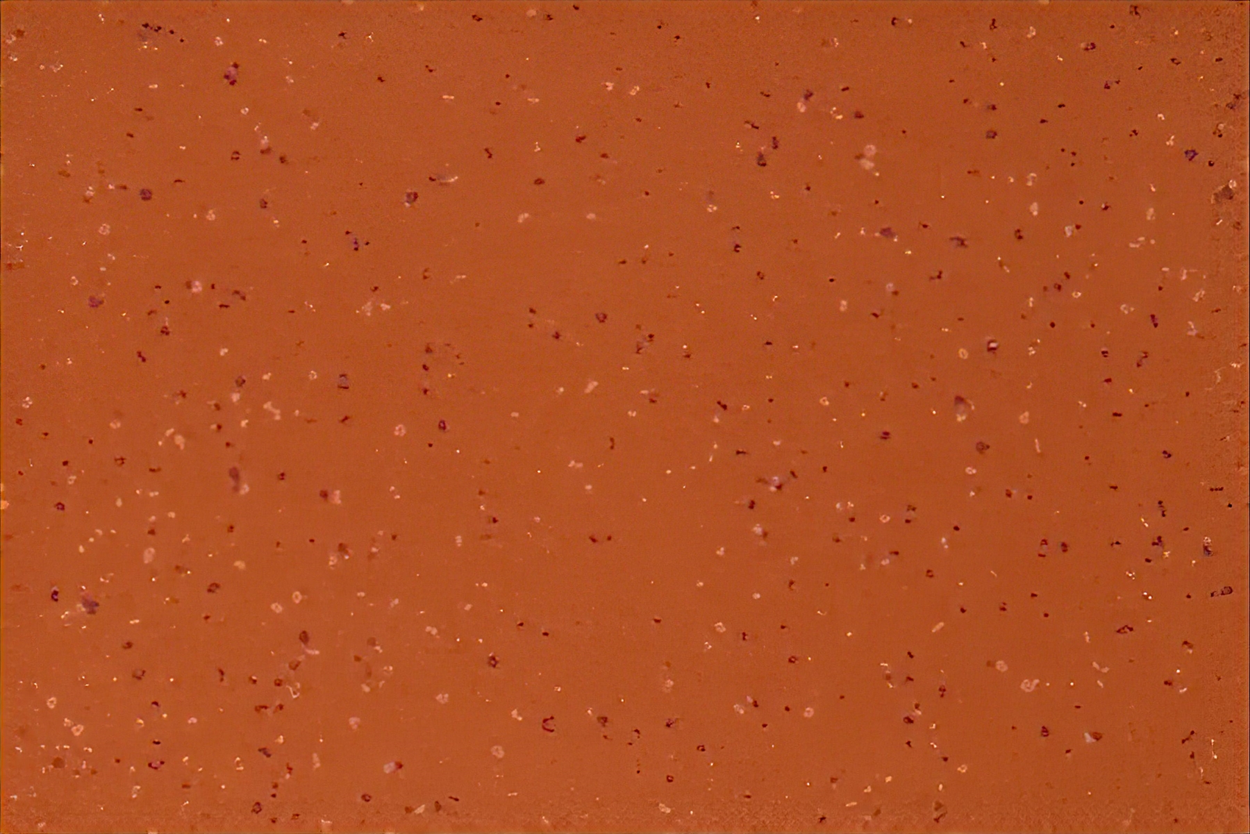 Altro Aquarius - Coral Crab