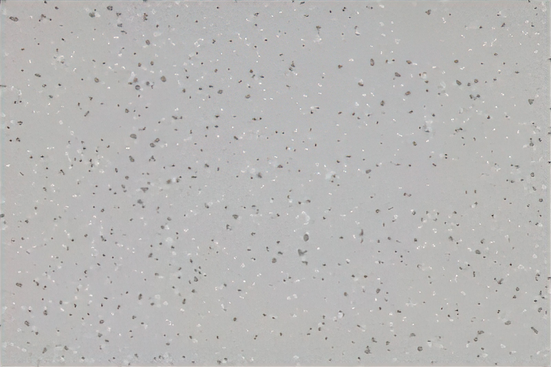 Altro Aquarius - Puffin