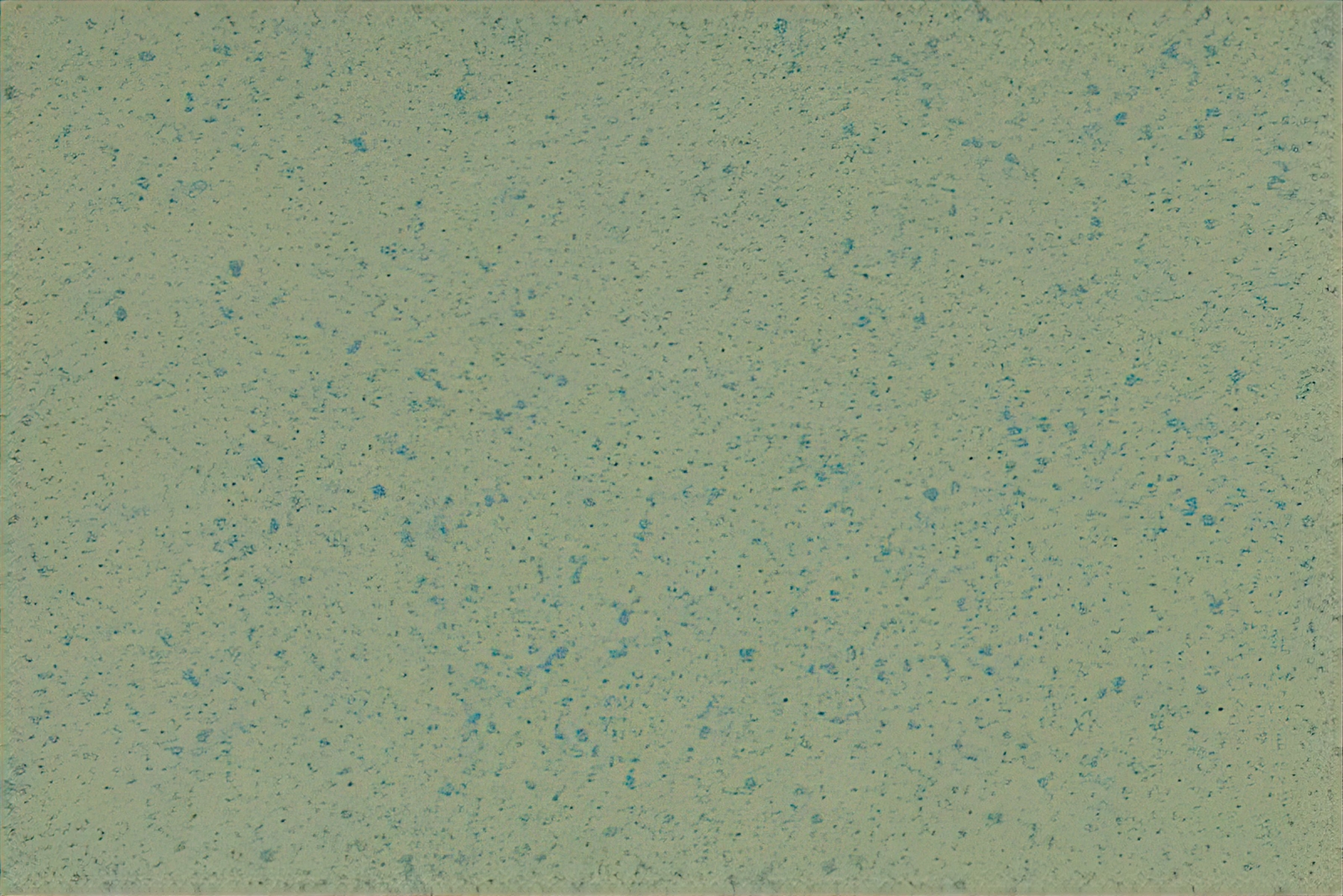 Altro Aquarius - Treefrog