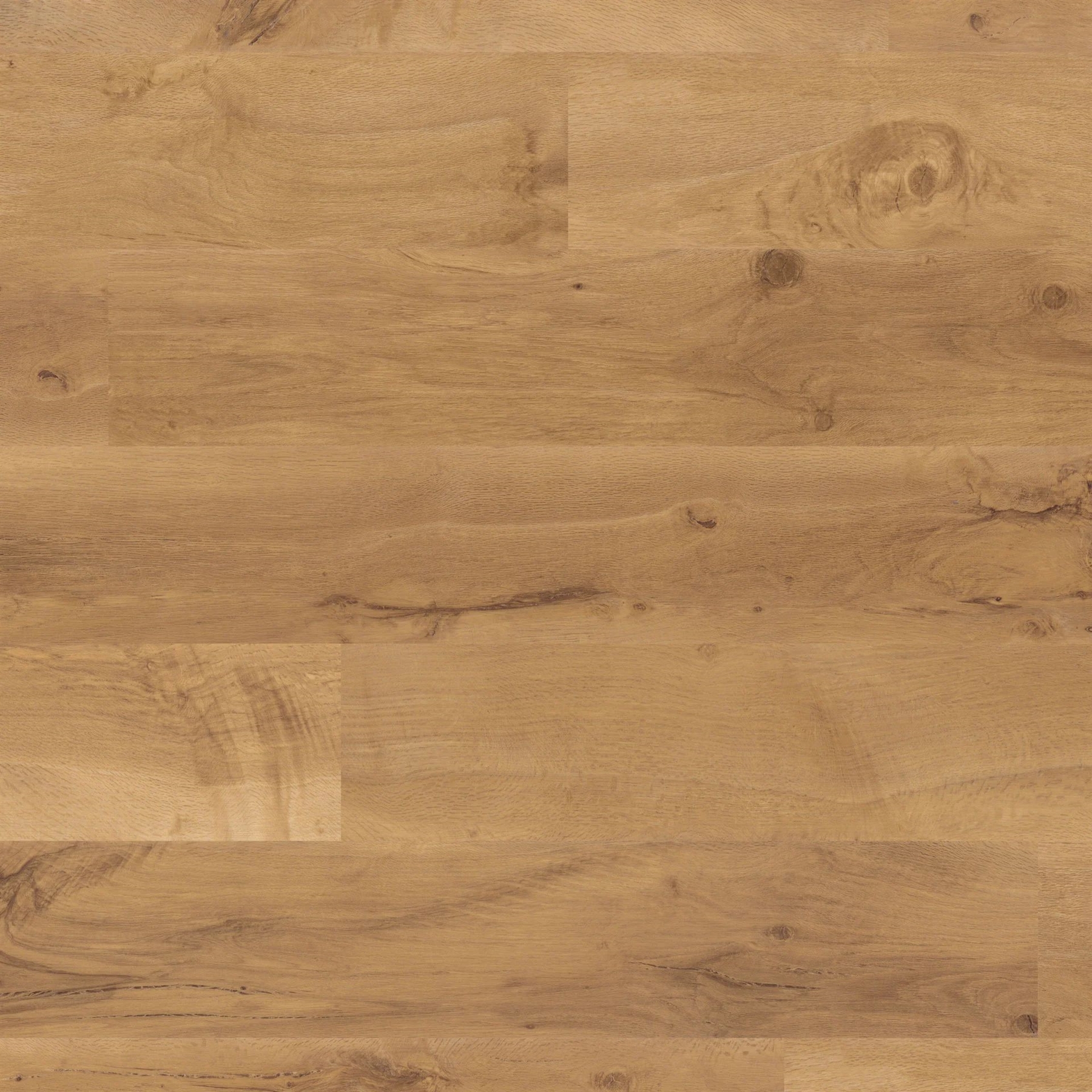 Van Gogh - Auckland Oak