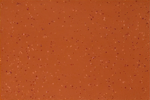 Altro Aquarius Coral Crab
