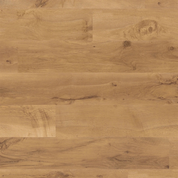 Van Gogh Auckland Oak