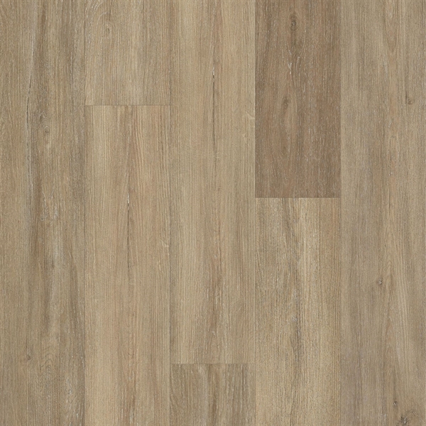 Living Collection American Elm